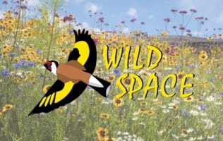 Wild Space Logo