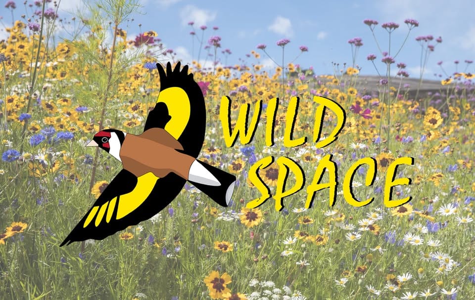 Wild Space Logo